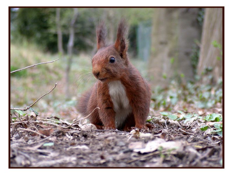 Frohe Ostern aus dem Wald