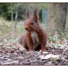 Frohe Ostern aus dem Wald