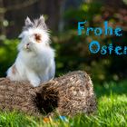 Frohe Ostern aus der Hasenhütte