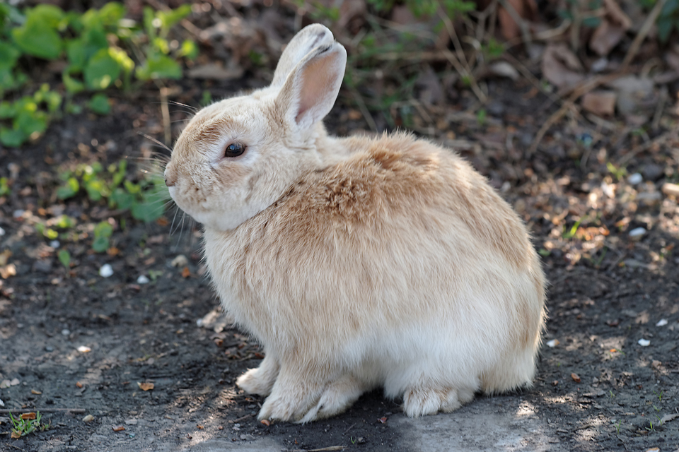 Frohe Ostern aus Wien