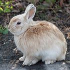 Frohe Ostern aus Wien