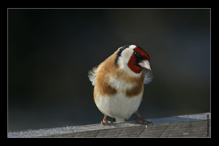 Frohe Ostern