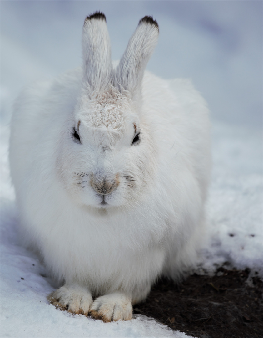 FROHE OSTERN !