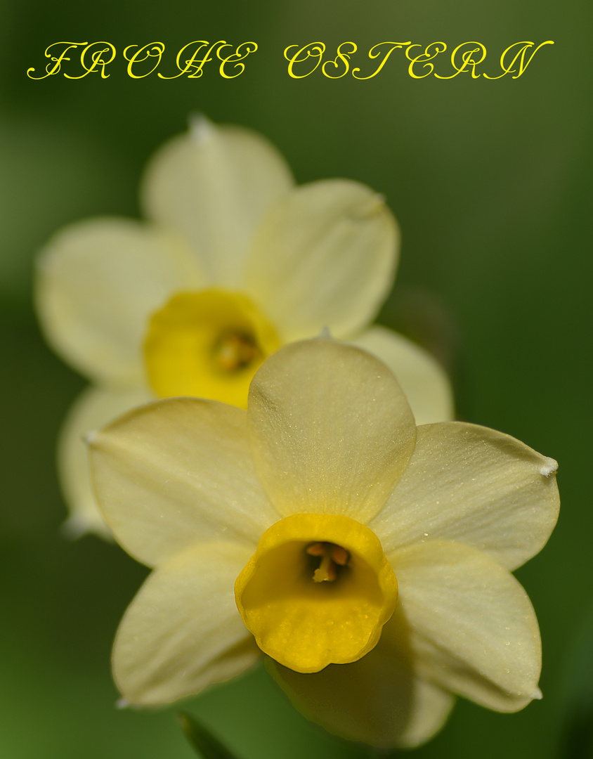 Frohe Ostern