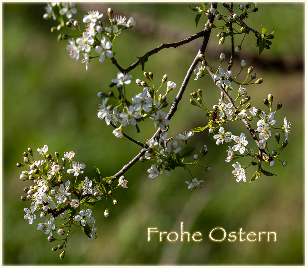 Frohe Ostern