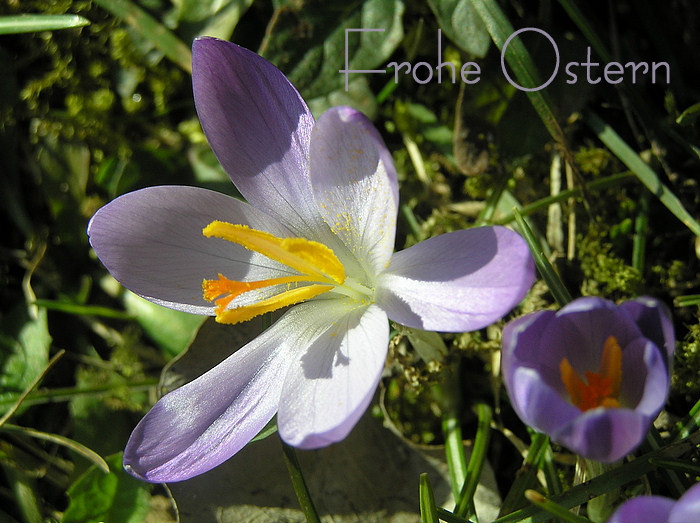 Frohe Ostern