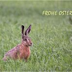 Frohe Ostern!!!