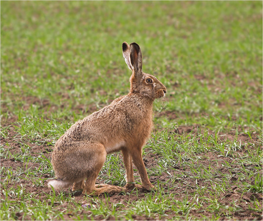 Frohe Ostern