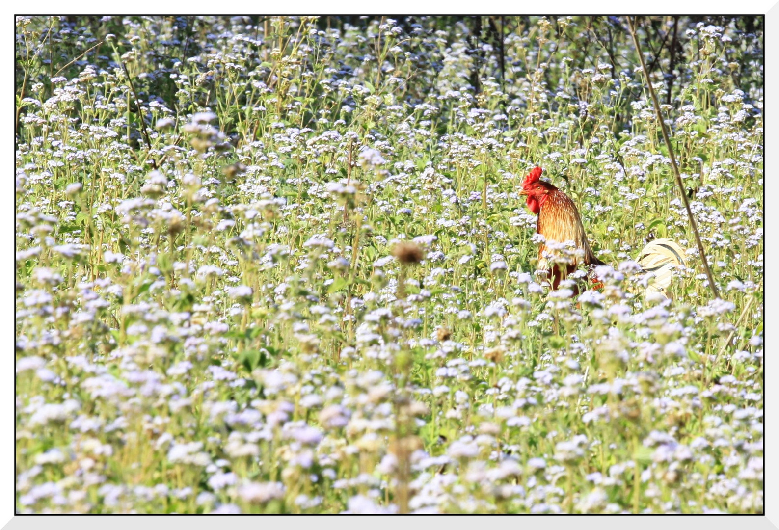 Frohe Ostern