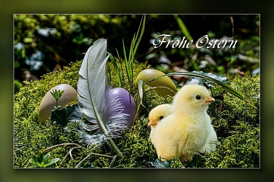 Frohe Ostern . . . . Foto & Bild | gratulation und feiertage, wünsche