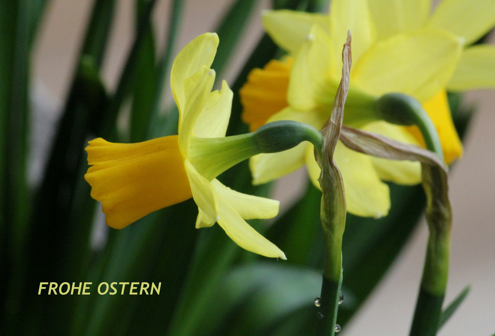 Frohe Ostern