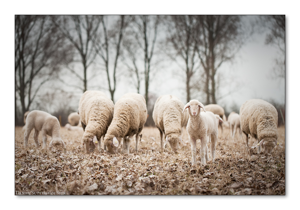 Frohe Ostern