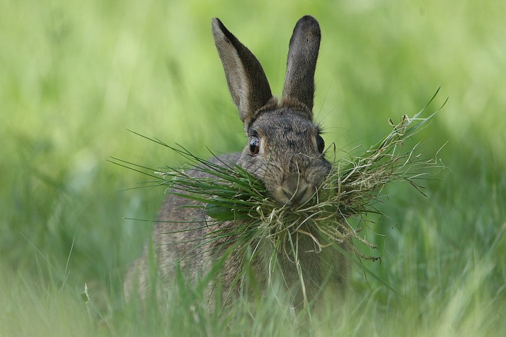 Frohe Ostern