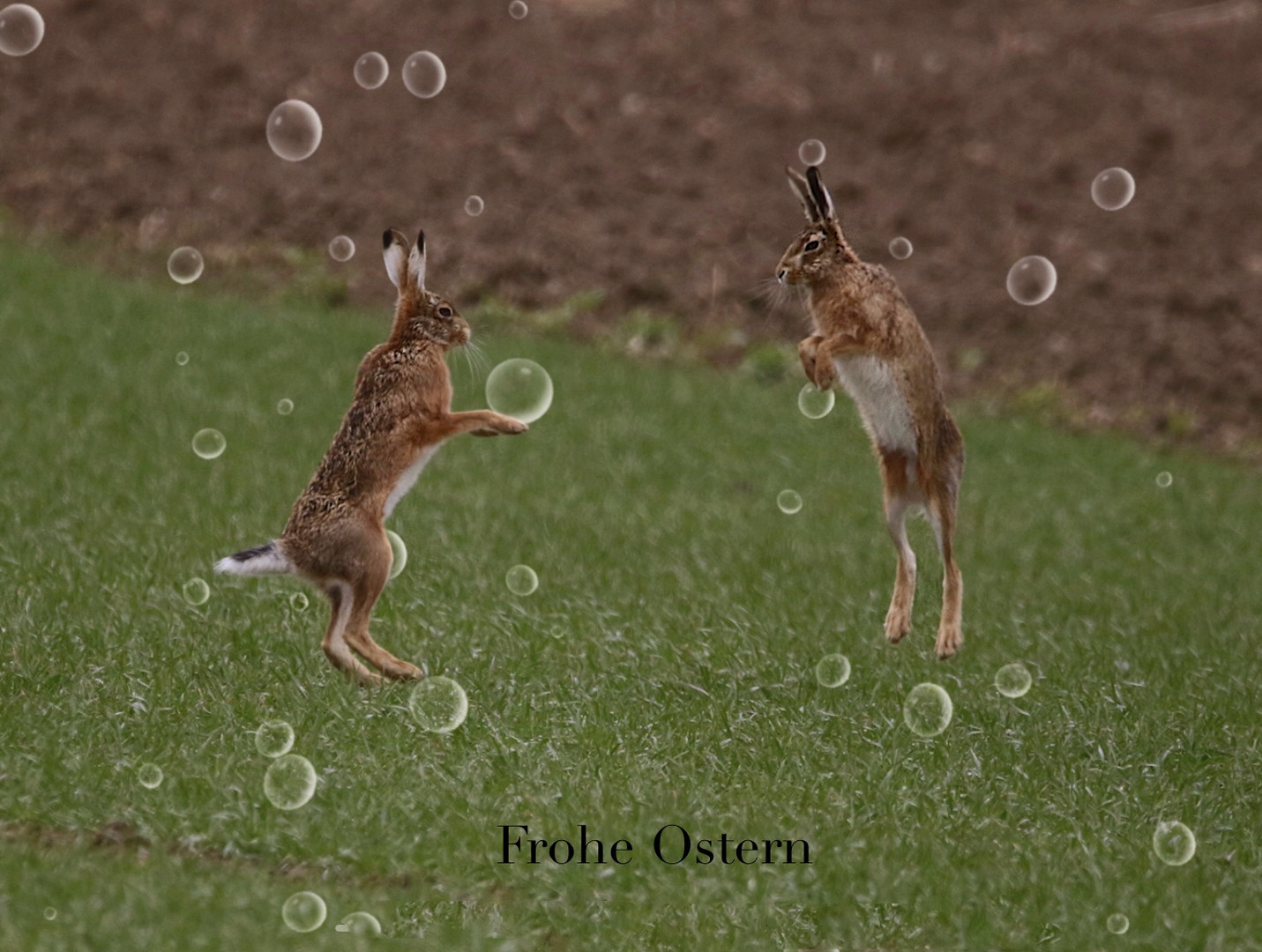 Frohe Ostern 