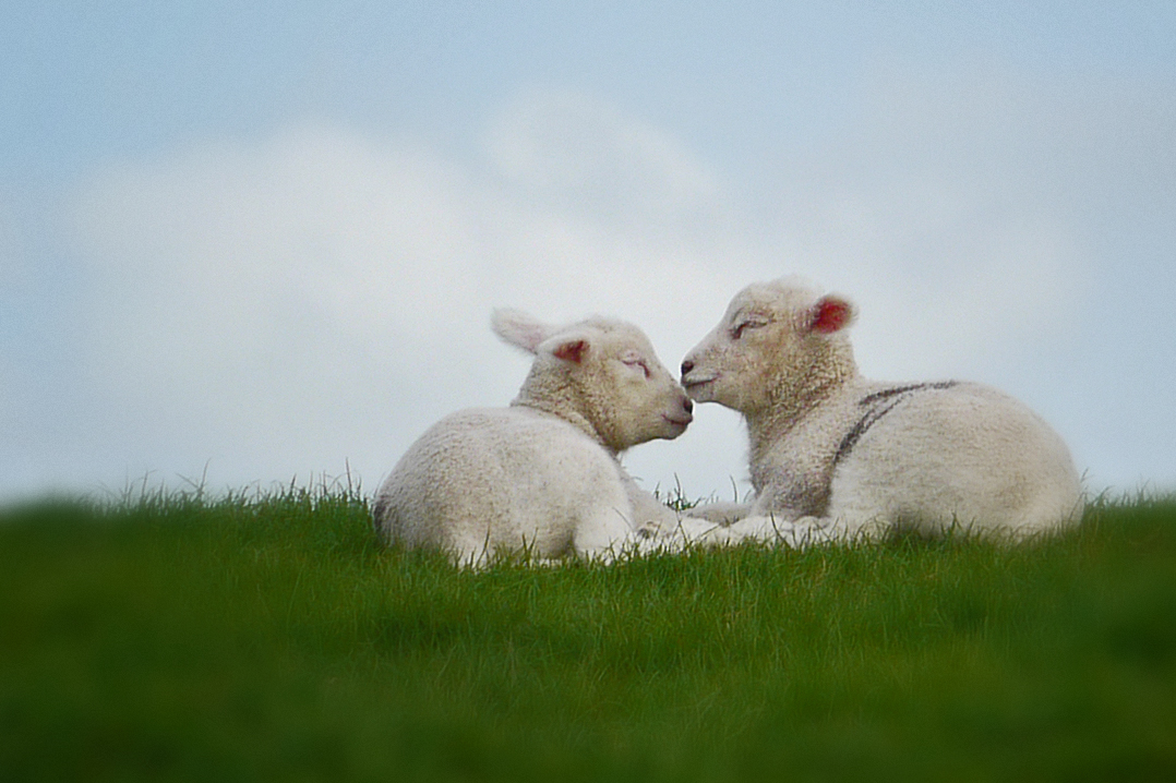 Frohe Ostern