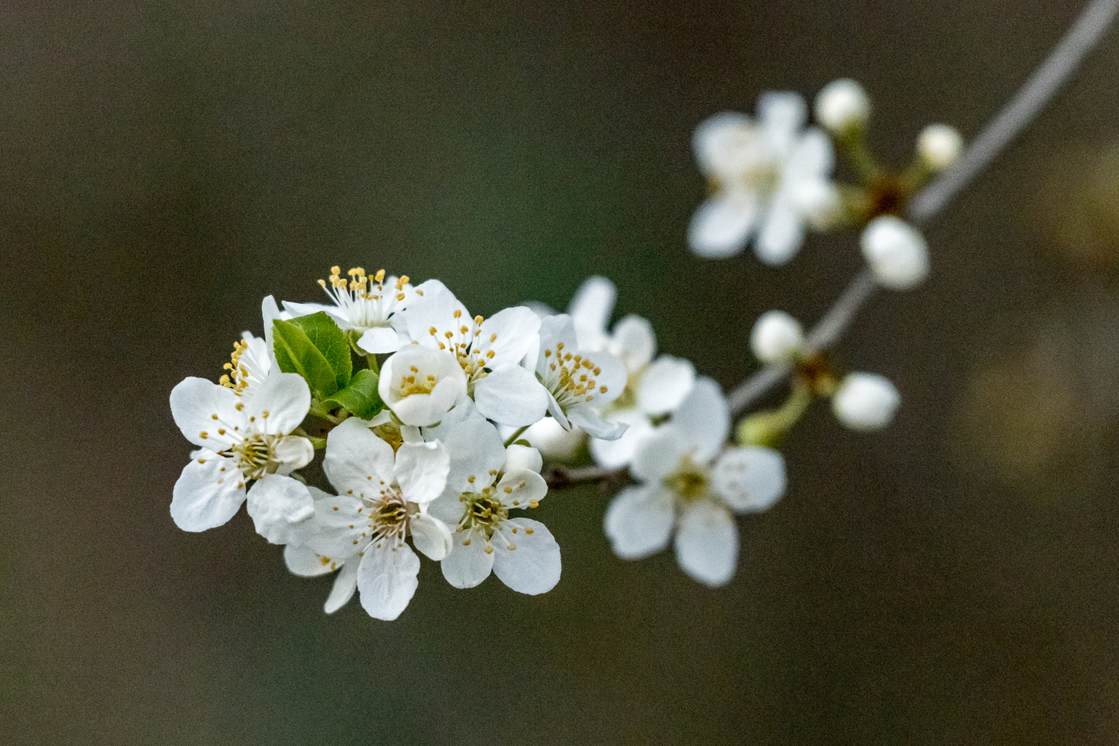 Frohe Ostern