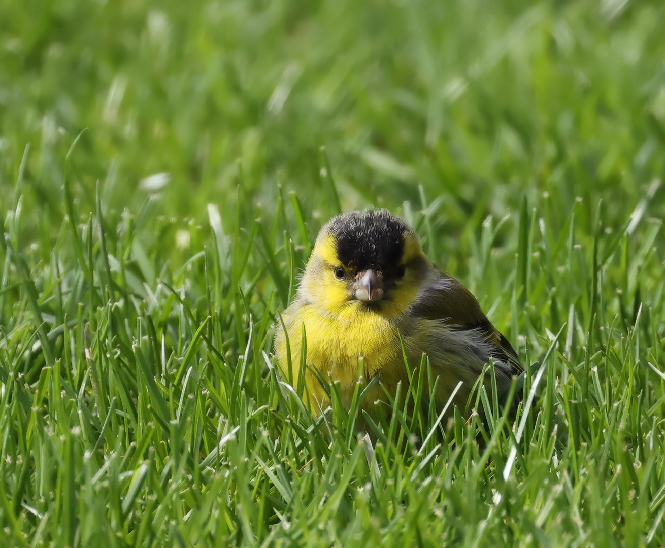 .*.*.*.*  Frohe Ostern .*.*.*.*