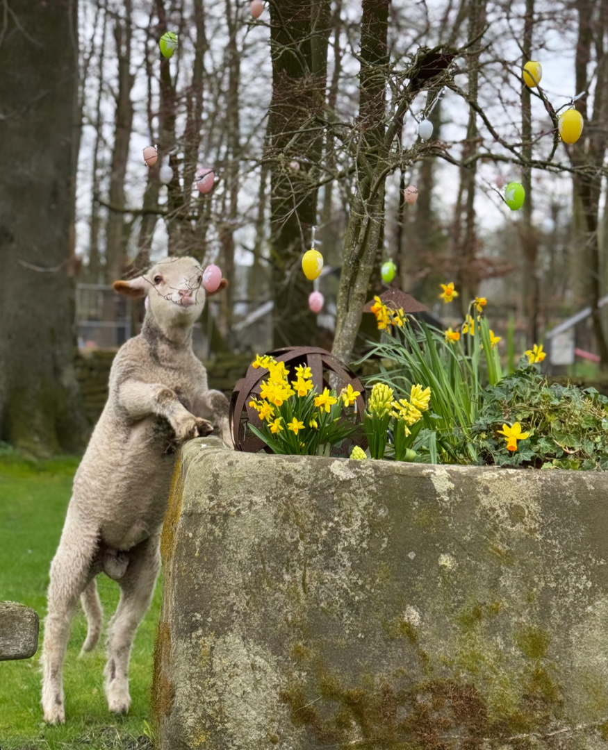 Frohe Ostern ???? 