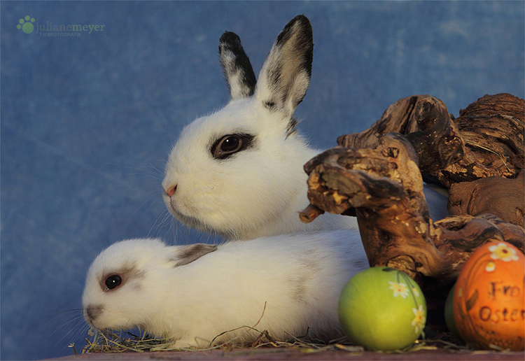 Frohe Ostern