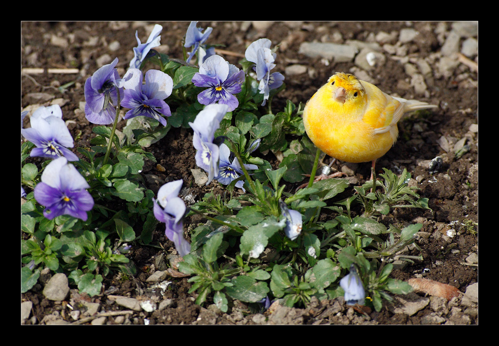 "Frohe Ostern"