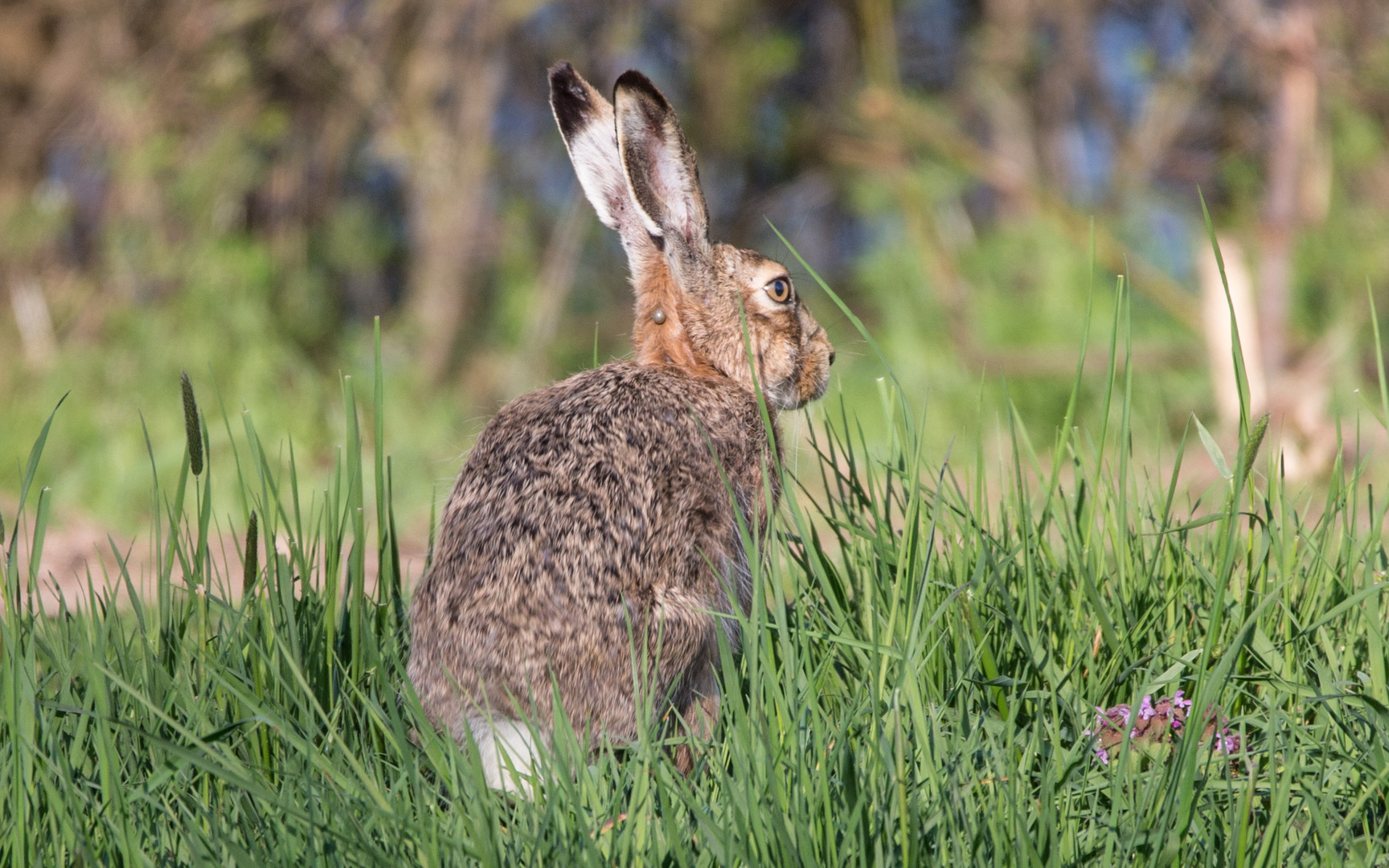 Frohe Ostern!