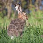 Frohe Ostern!