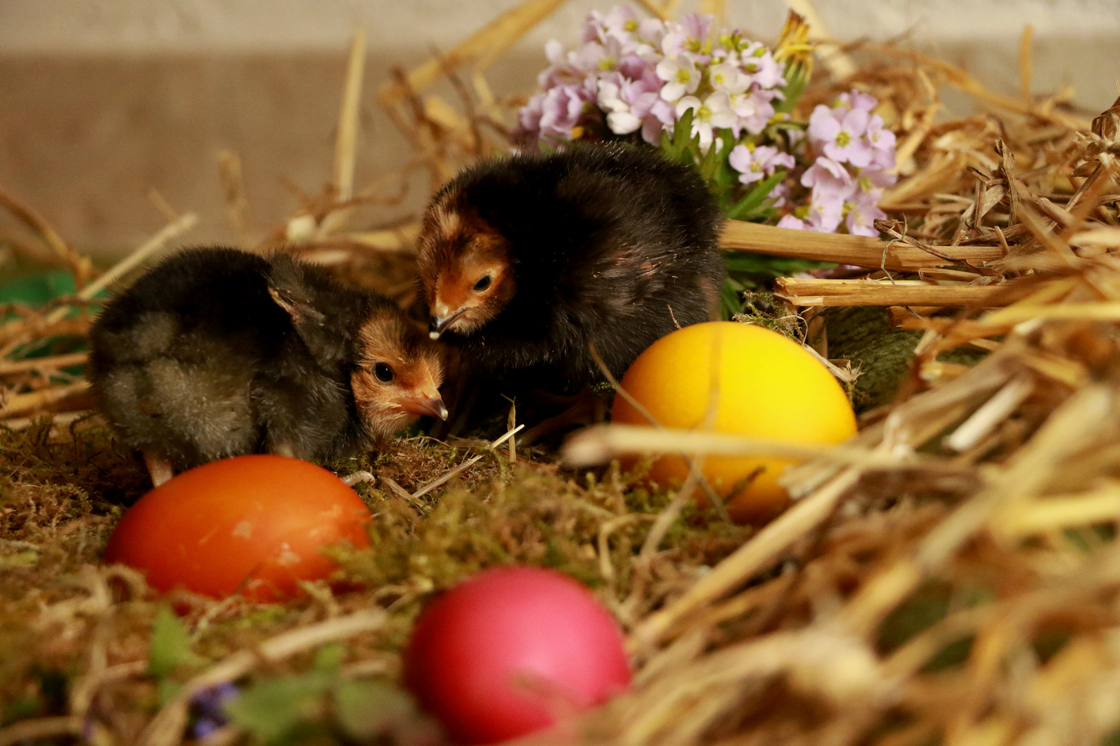 Frohe Ostern