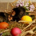 Frohe Ostern