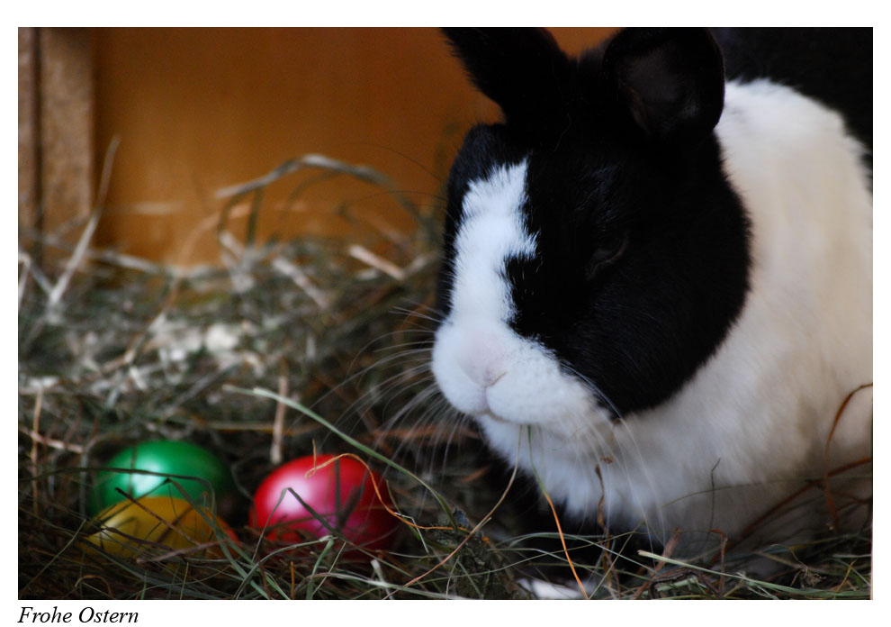 Frohe Ostern!