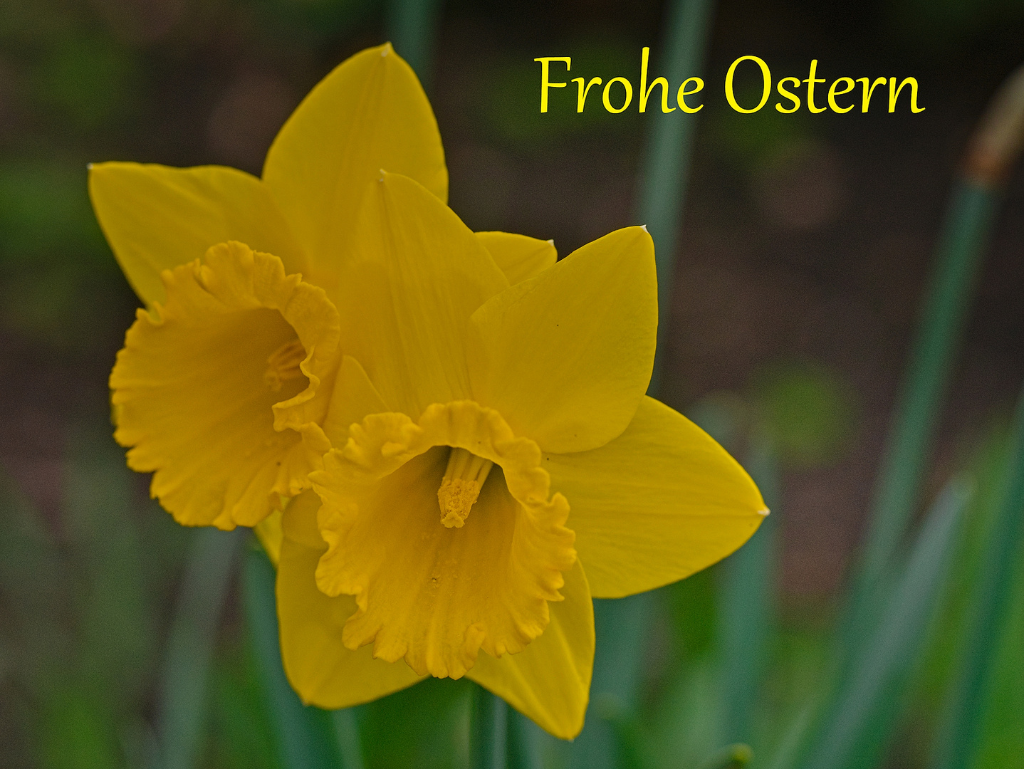 Frohe Ostern