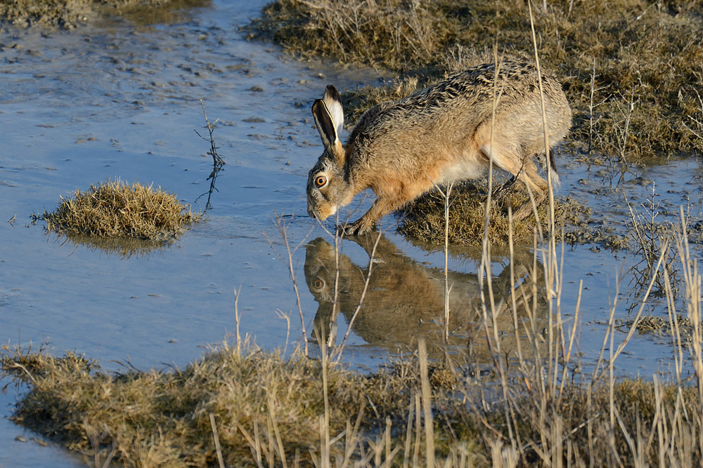 Frohe Ostern