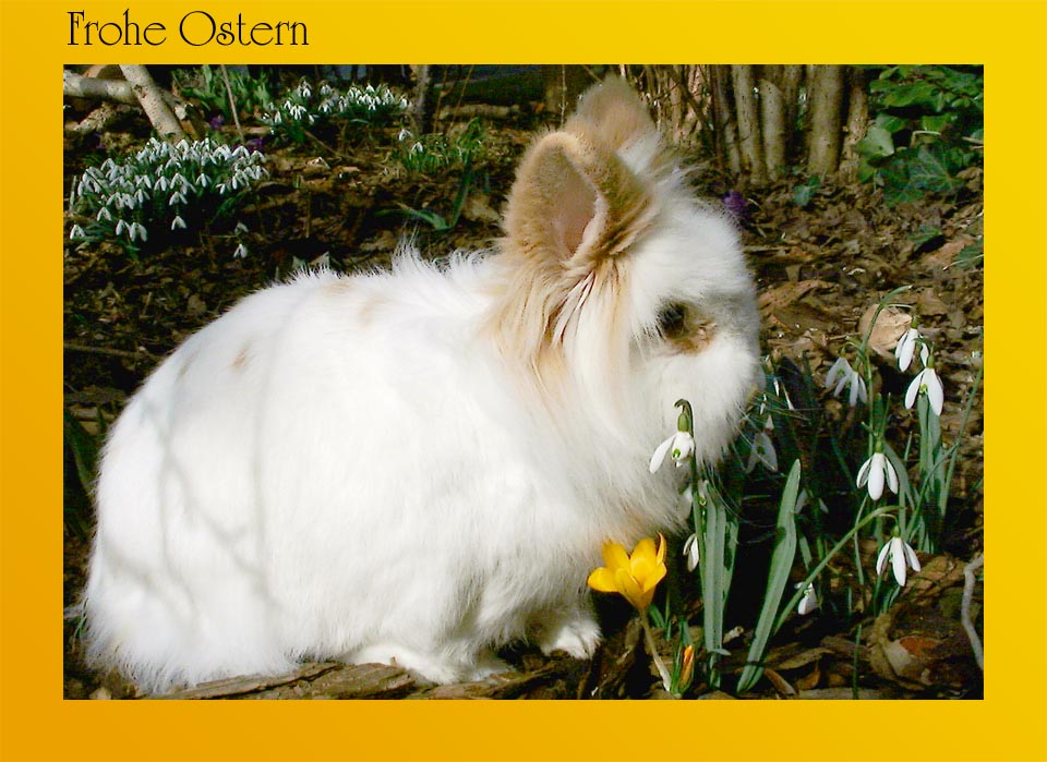 Frohe Ostern