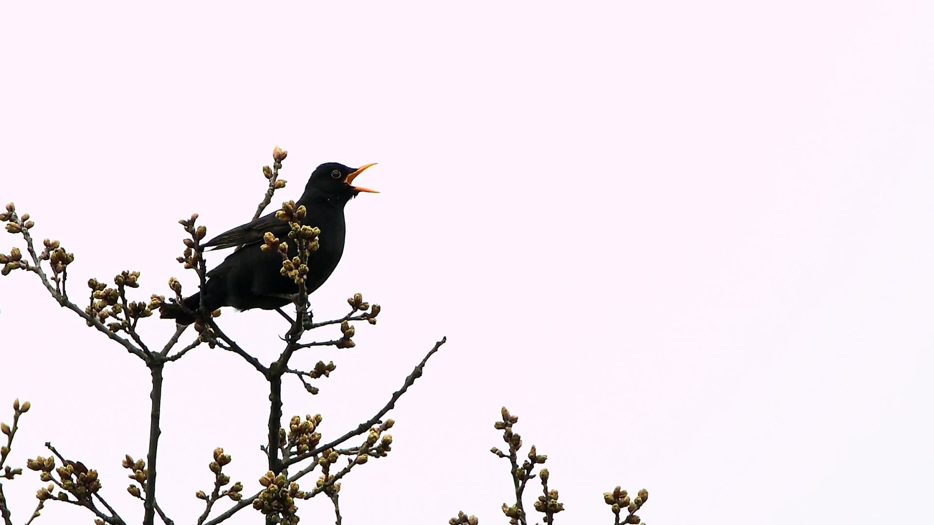 "Frohe Ostern"