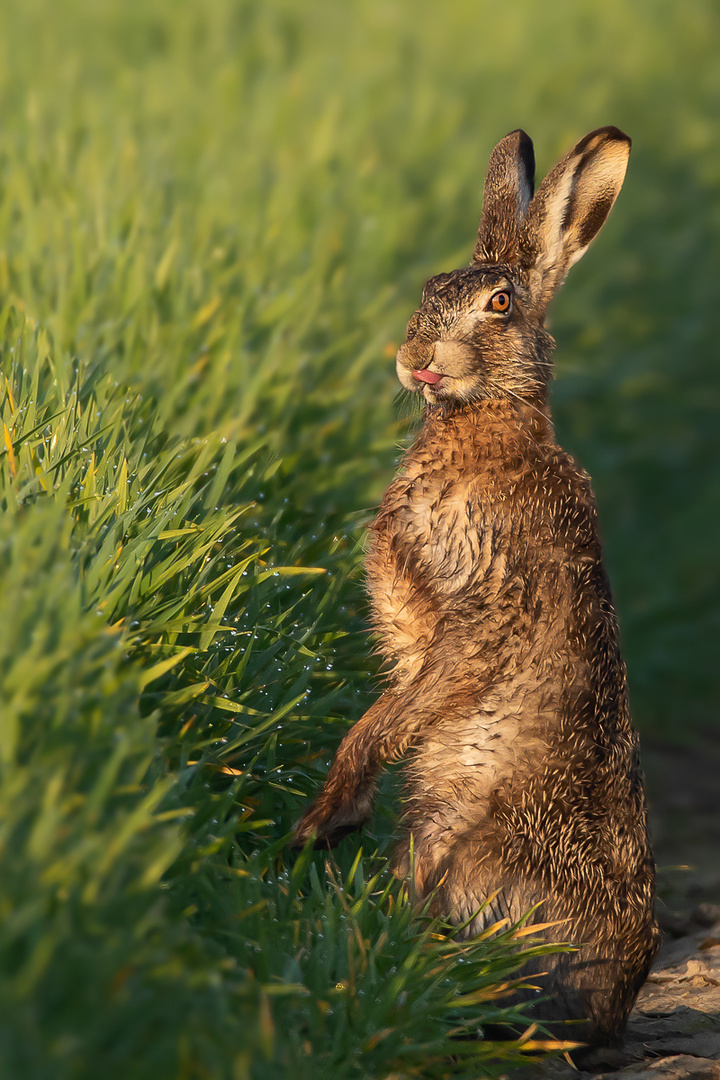 Frohe Ostern