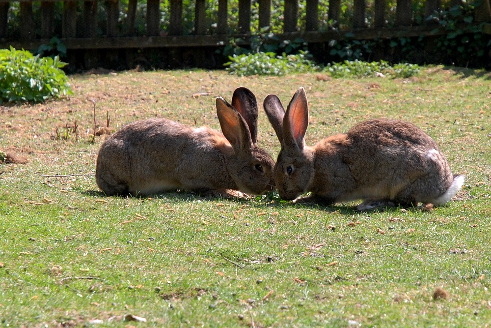 Frohe Ostern :-)