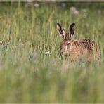 Frohe Ostern