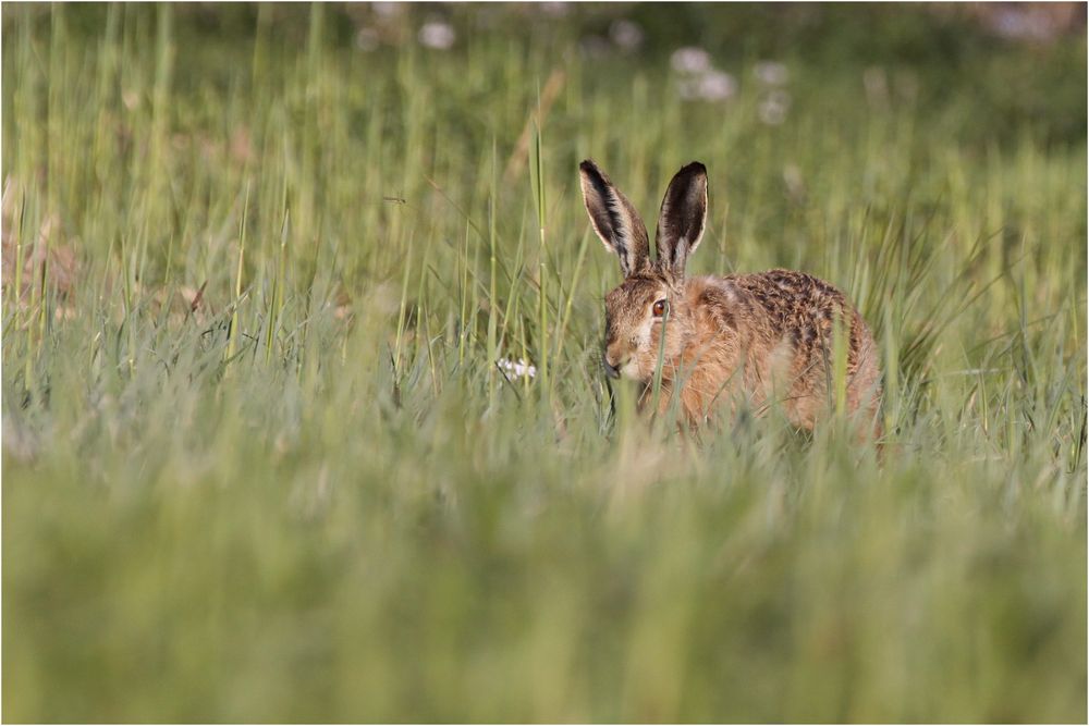 Frohe Ostern