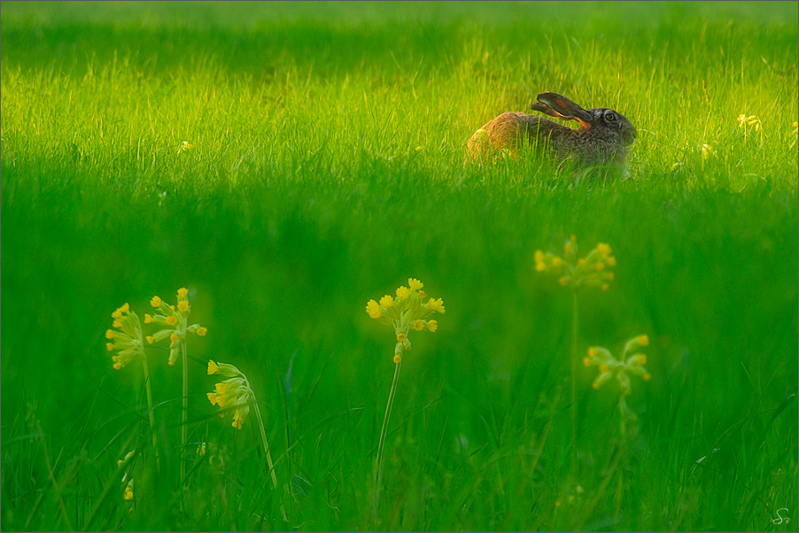 Frohe Ostern!