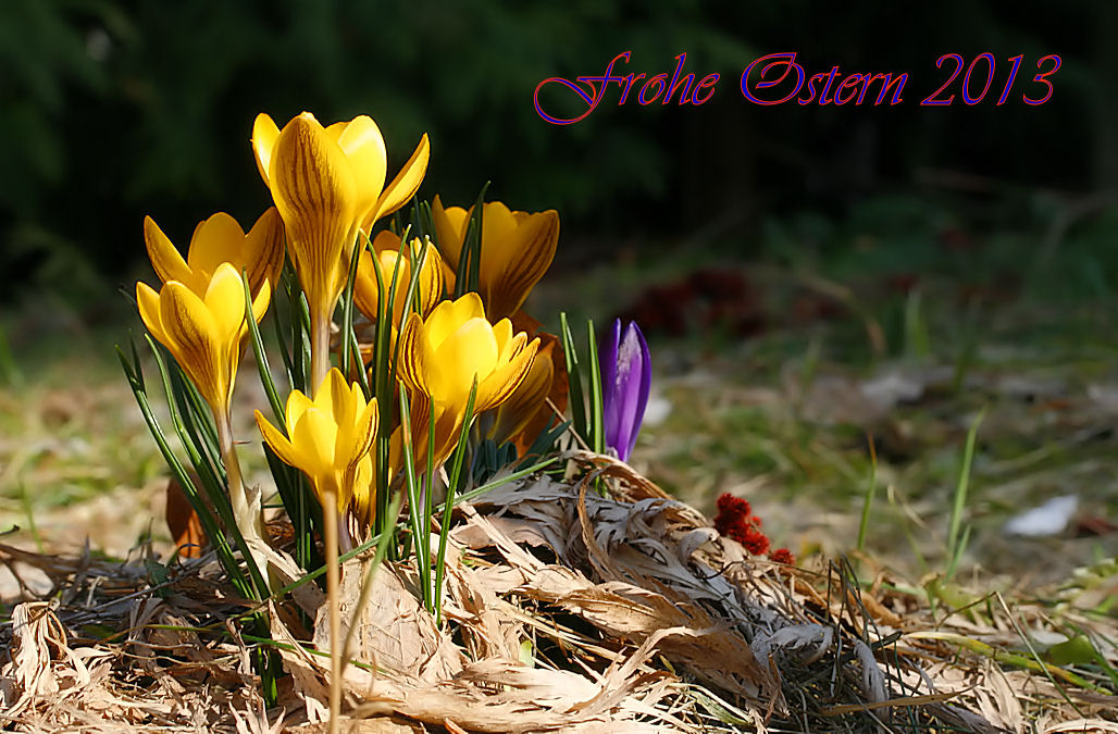 Frohe Ostern