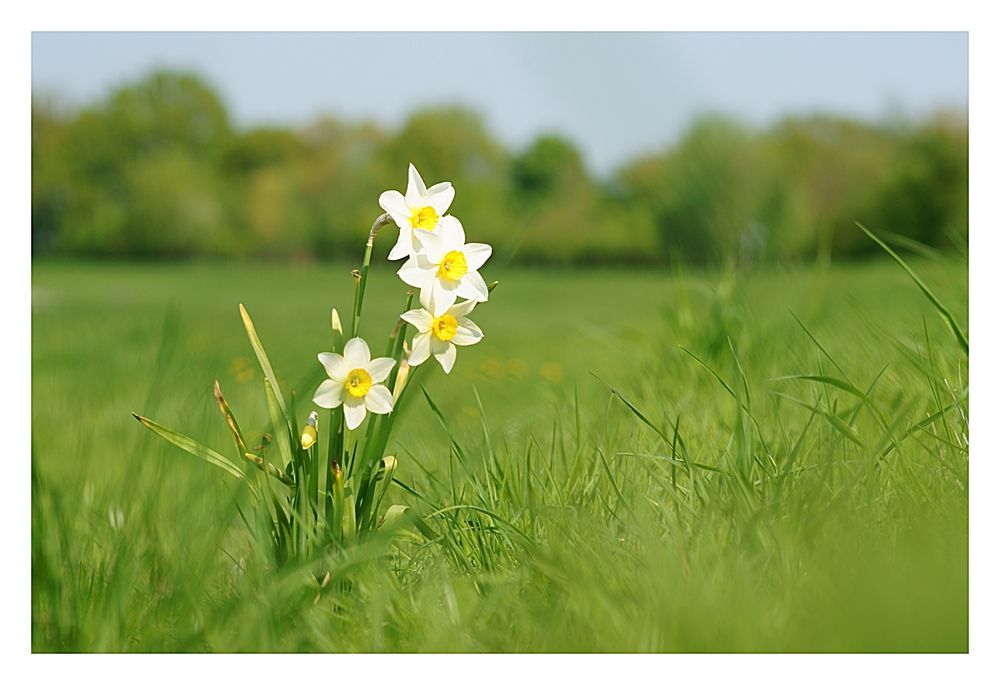 Frohe Ostern