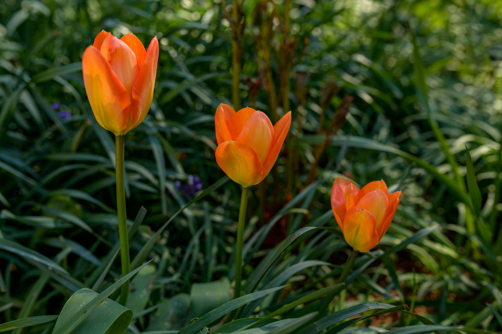 Frohe Ostern.