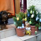 Frohe Ostern!!