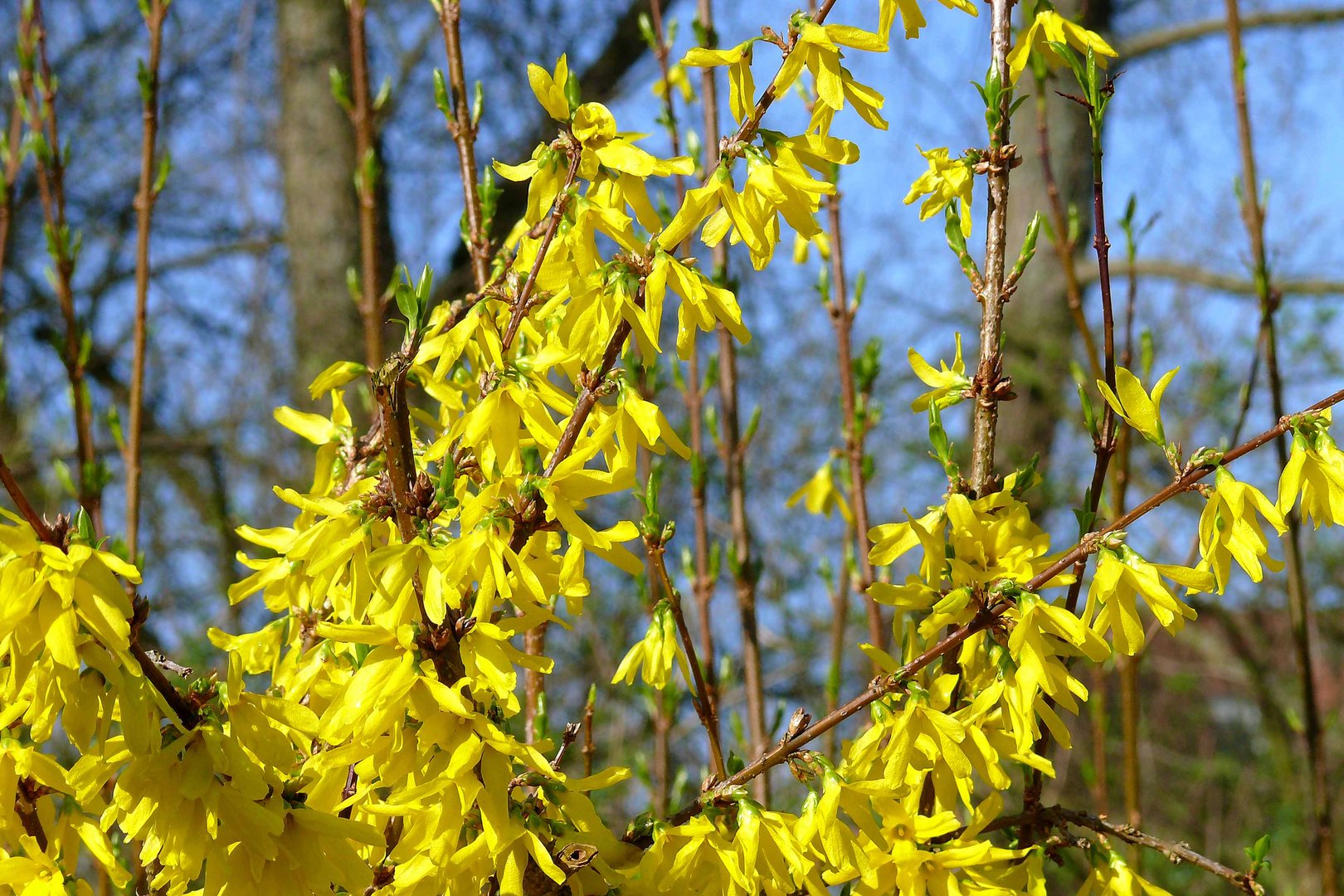 FROHE OSTERN