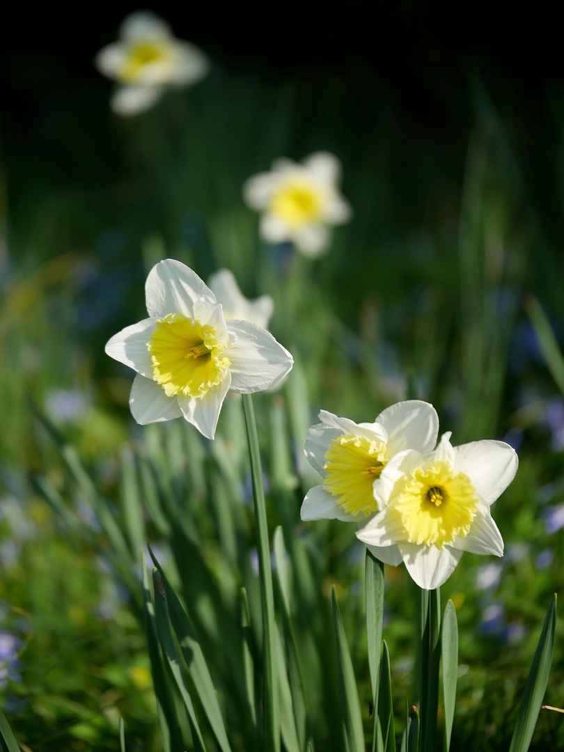 Frohe Ostern 