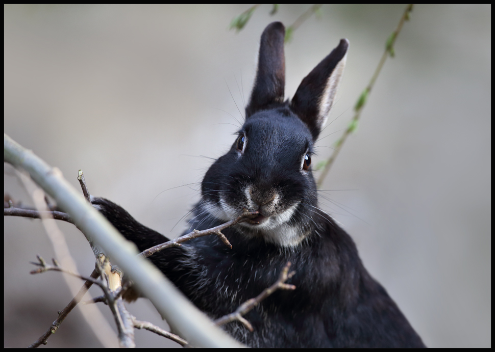 Frohe Ostern ...