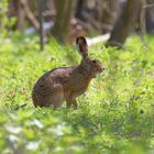 Frohe Ostern!