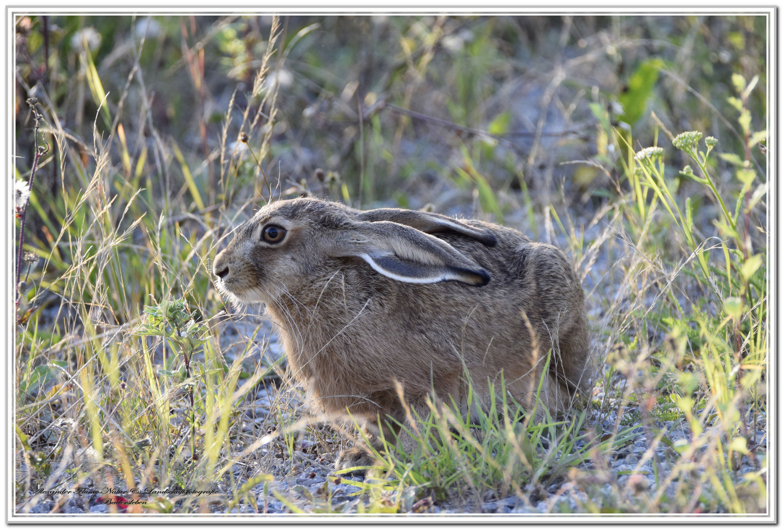 Frohe Ostern