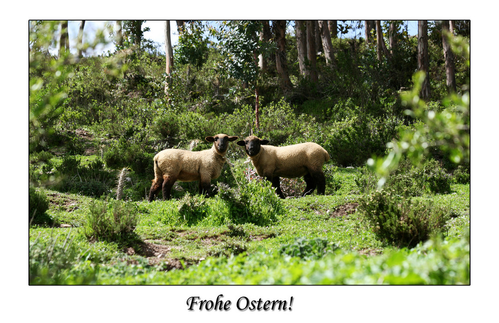 Frohe Ostern!