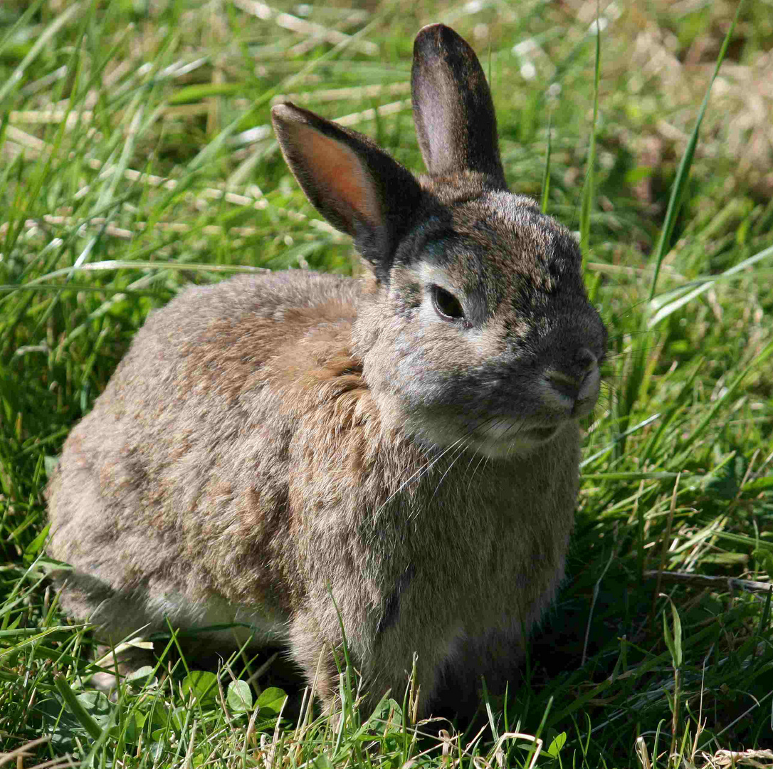 Frohe Ostern