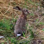 Frohe Ostern Euch allen!